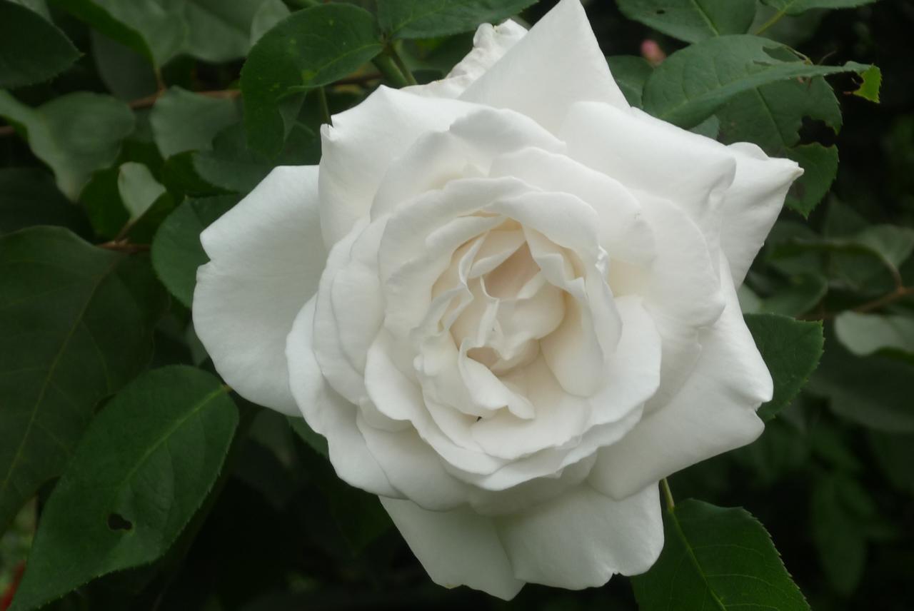 La Reserve 3*